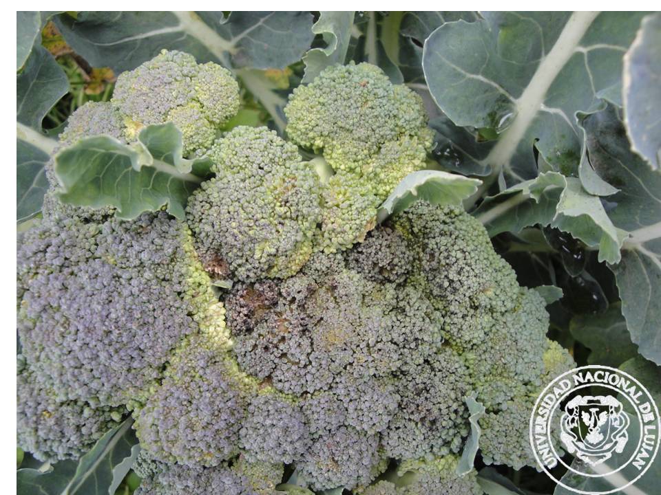 BRÓCOLI Patología Vegetal